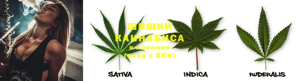 прущие грибы Аркадак
